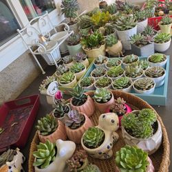 Succulents $5