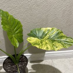 Varigated alocasia Gageana Aurea/ elephant ear plant