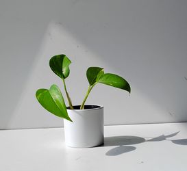 Lush trailing high variegation pothos Money plant/ indoor plant/ house plant flower patio garden