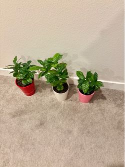 Coffee plants