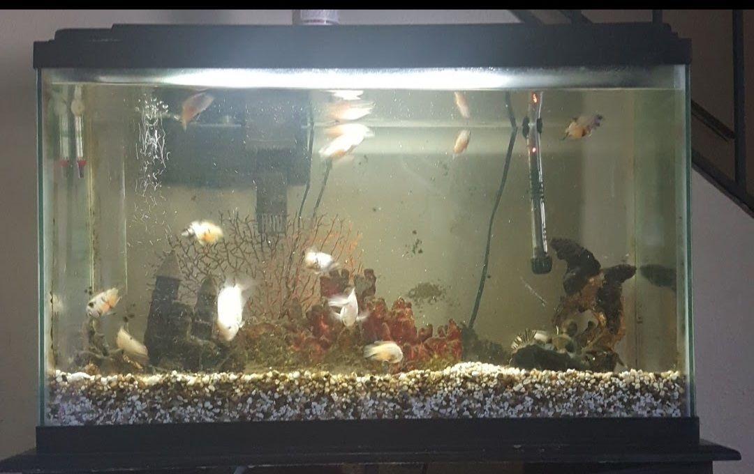 Free fishtank
