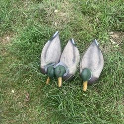 Ducks