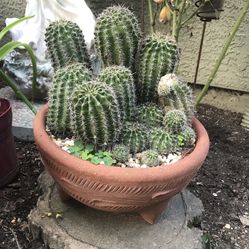 A big pot of cacti 