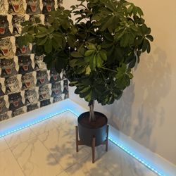 EasyPlant Shefflera Tree Form