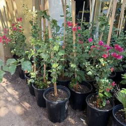 Guvanbilias In 5 Gallons White, Pink, Pink and White  Yellow $25 Each Price Firm 