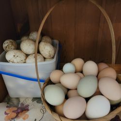 Fresh Organic Farm Eggs 