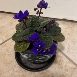 African Violet is a nice pot