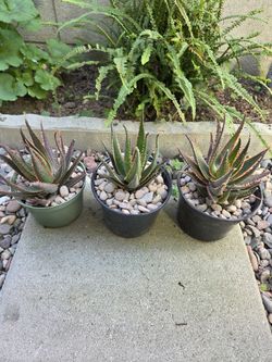 Sword Fish Cactus All 3 For $20.00   Or $8.00  Each 