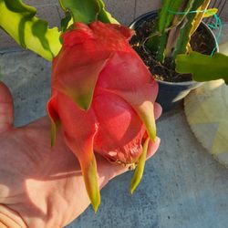 Dragon Fruit Trellis