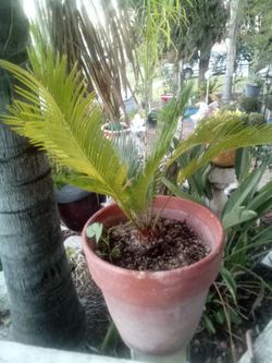 Sago Palm – Easy Care Tropical Plant
Palma de Sagú – Planta Tropical de Fácil Cuidado