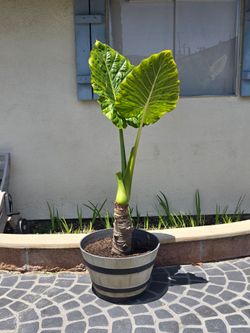 Elephant ear Plant