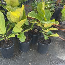 Fiddle Leaf