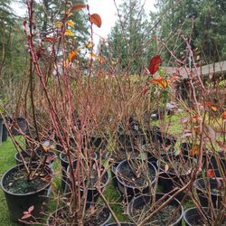 Blueberry Plants-2 Gal