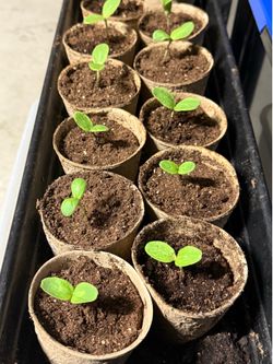 Baby Melon plant 🌱 for $5 each