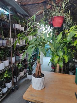 Money Tree