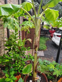 Banana tree