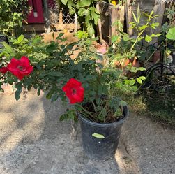Se venden plantas muy bonitas y a buen precio.. con tierra buena