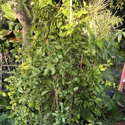 Planta de Enredadera