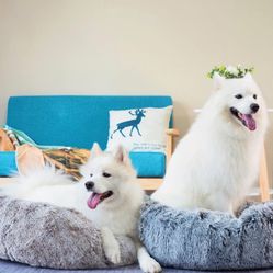 Pet Bed Bundle