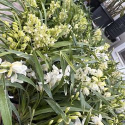 Mini Table Cymbidium Orchid