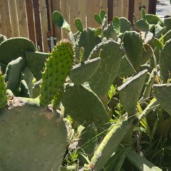 Nopales