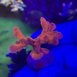 Orange Setosa