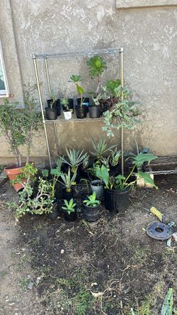Plant Sale