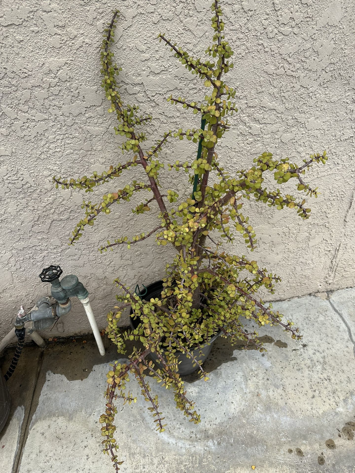 Plant