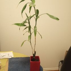 Bamboo Plant For Sale $15