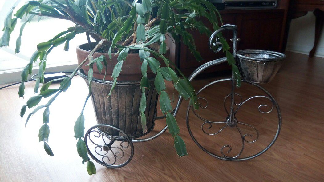 Household Plant-Christmas Cactus