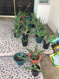 Alovera plants for sale