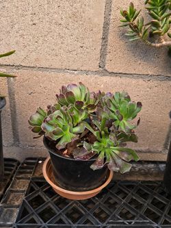 $5 Plants
