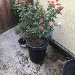 5 gallon tea cup rose plant