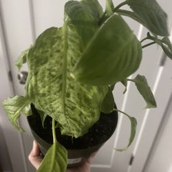 Plant
