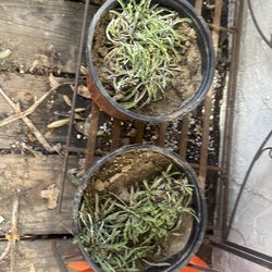 Dymondia plants $3 each