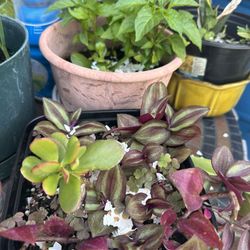 Very healthy, indoor outdoor plants $5 & up
