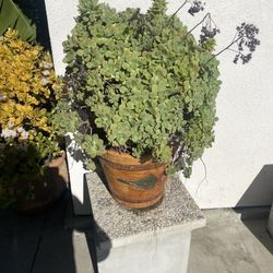 Large Succulent For Only $20