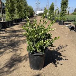 Wax Leaf Privet Bush – 15 Gallon Pot