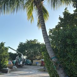 Cocoteros  , Palmeras Y Cocos Frescos Para Consumo