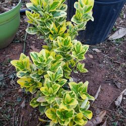 Plant. Golden Euonymus