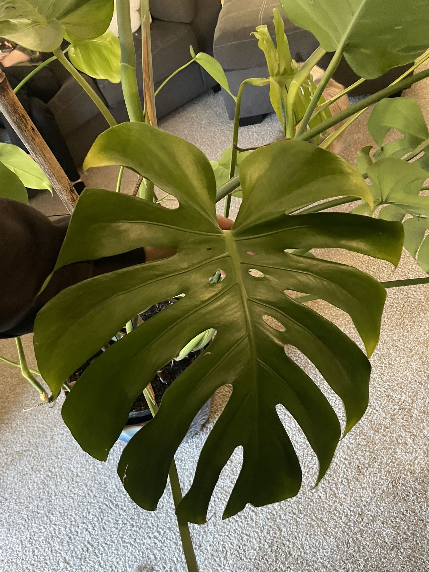 Large Monstera New Growth