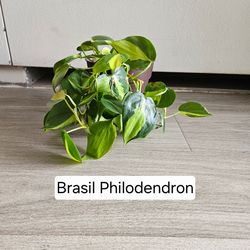 Brasil Philodendron