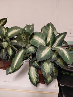  three nearly natural plants