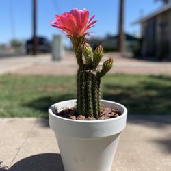 Torch Cactus Trichocereus Grandiflorus Plant