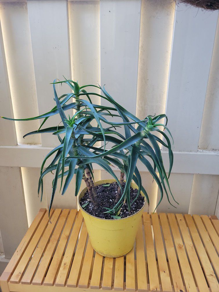 Aloe, Indoor And Outdoor Plant 