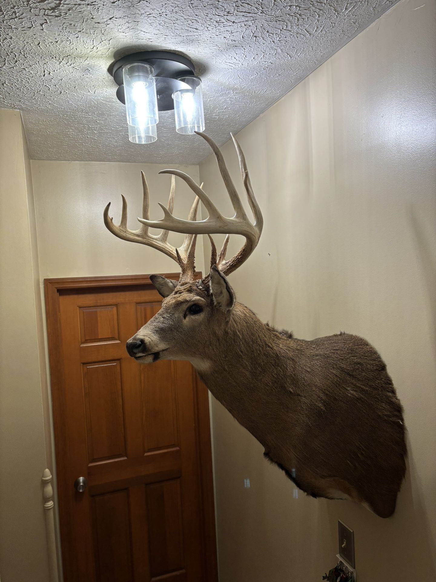 Deer Mount Buck Antlers