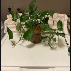 Lucious Pathos Plant In Opalhouse Glazed Pot With Drainage