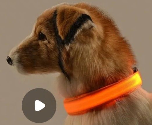 LED Dog Collar Glow In Dark, M,L,XL