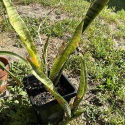 Snake Plants