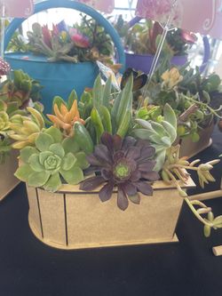 Suculent 